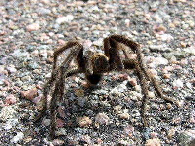Spider nature gray angry