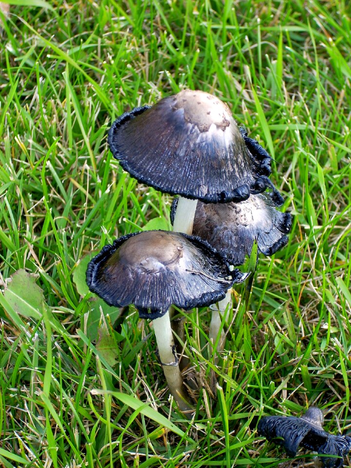 Natural fungi wild