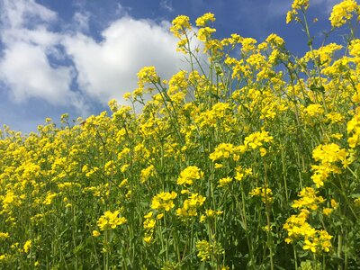 Flax yellow nature