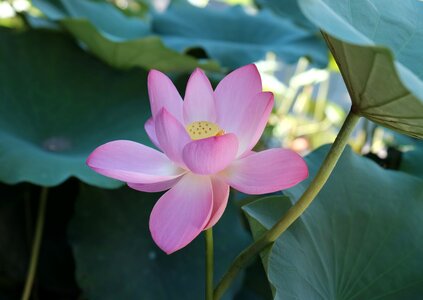 Lotus summer flower