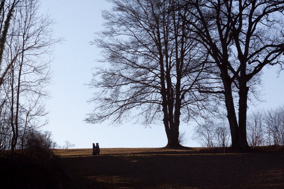 Trees walkers spring