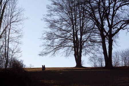 Trees walkers spring