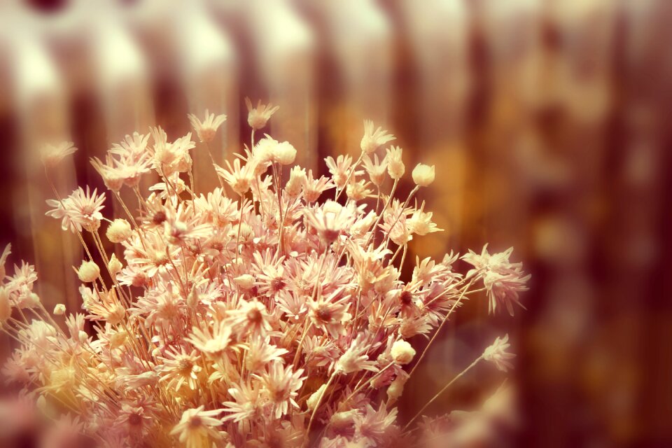 Petal pink flower mood