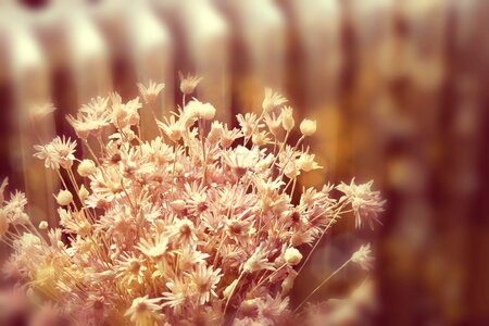 Petal pink flower mood