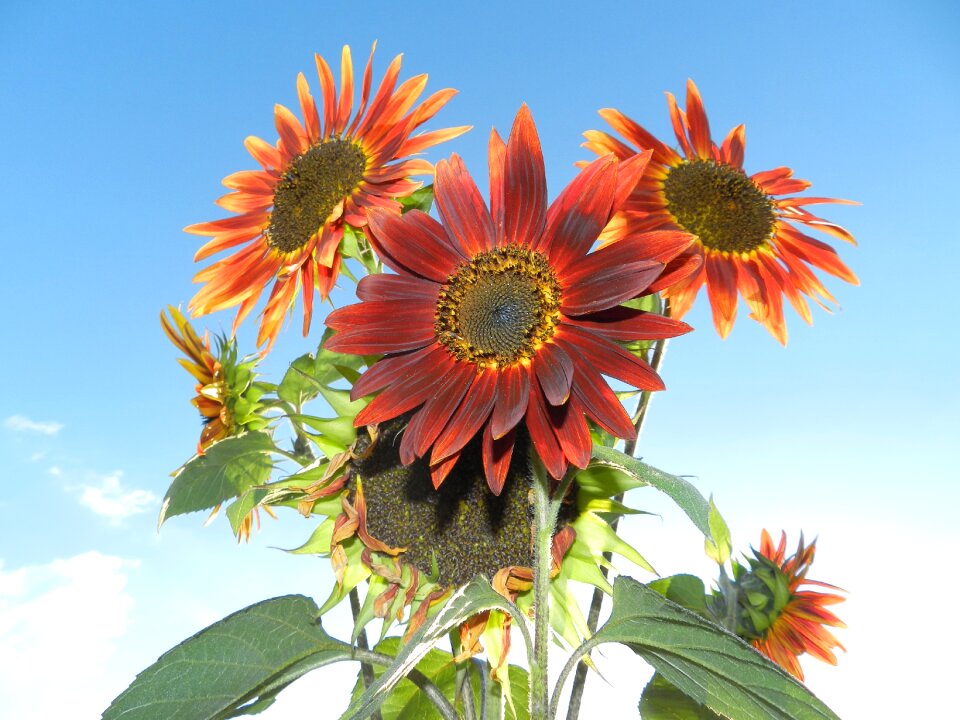 Plants red flowering