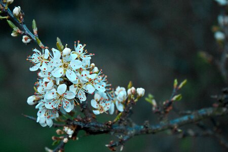 Nature slovakia blooming tree