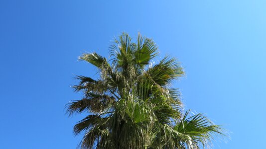 Partly cloudy sun frond photo