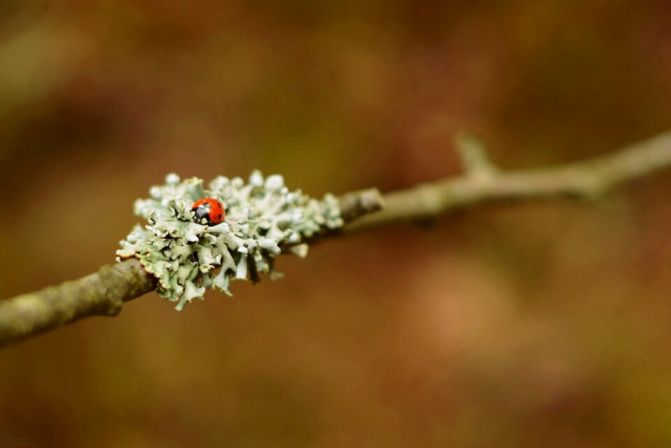 Animal sprig nature