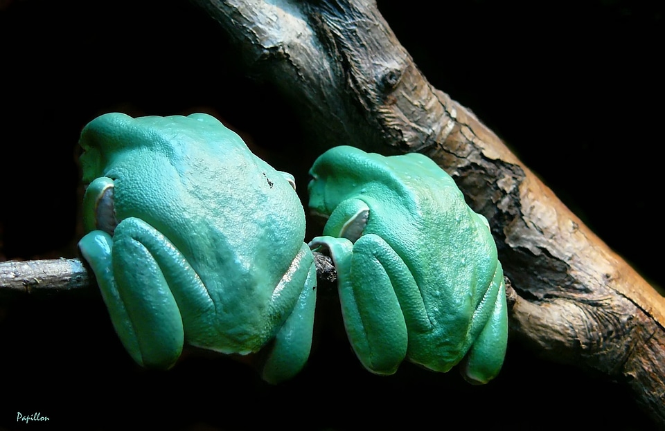 Amphibian green creature