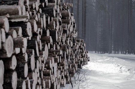 Wood tree forest