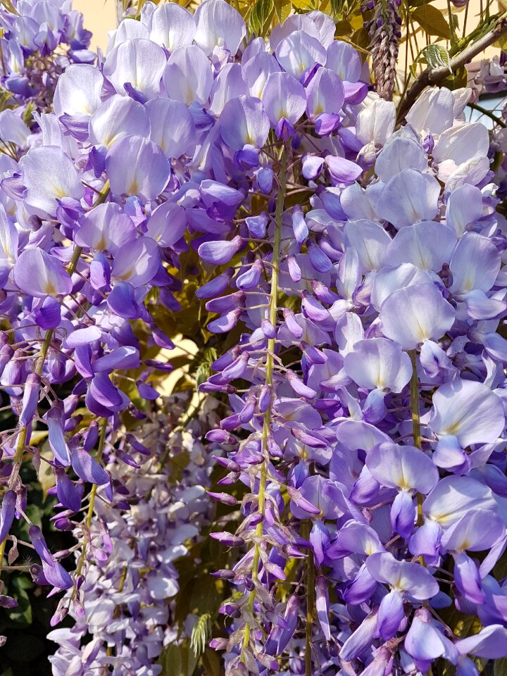 Plant nature purple flowers photo