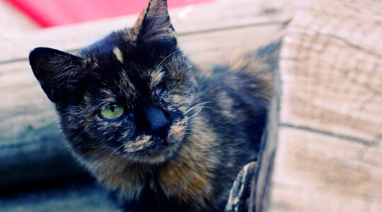 Cat nature wood