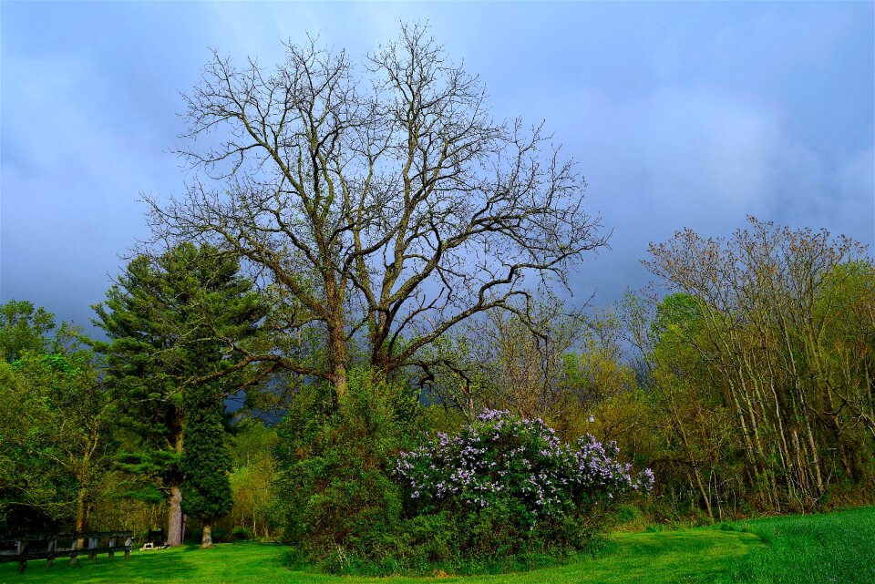 Green nature outdoor
