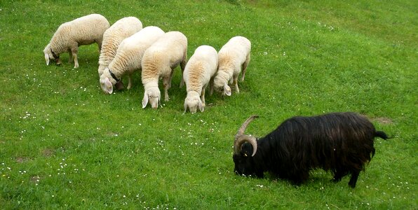 Meadow flock of sheep pasture