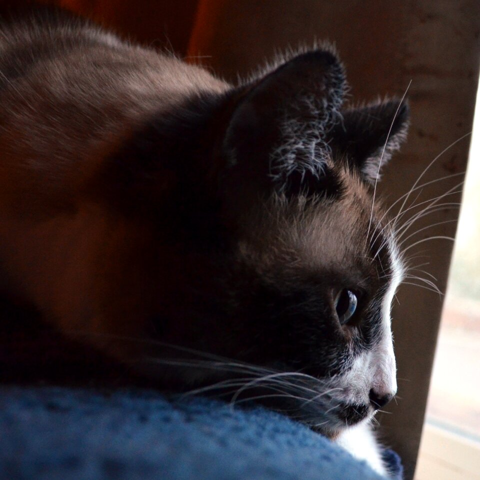 Siamese mix pet feline