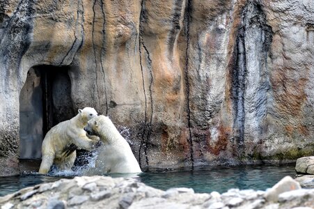 Polar bears zoo blijdorp