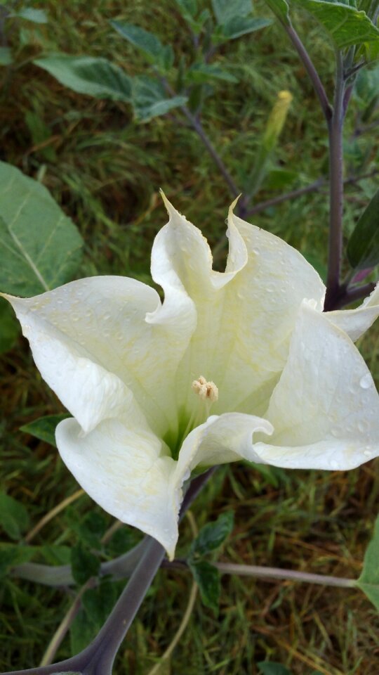 White green poisonous