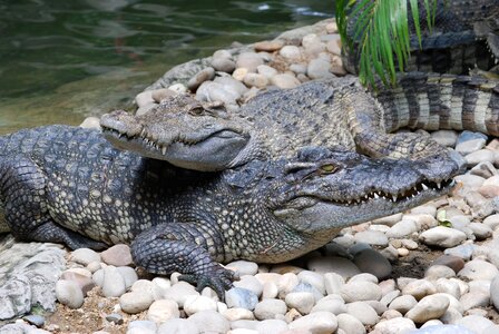 Animals pa nature