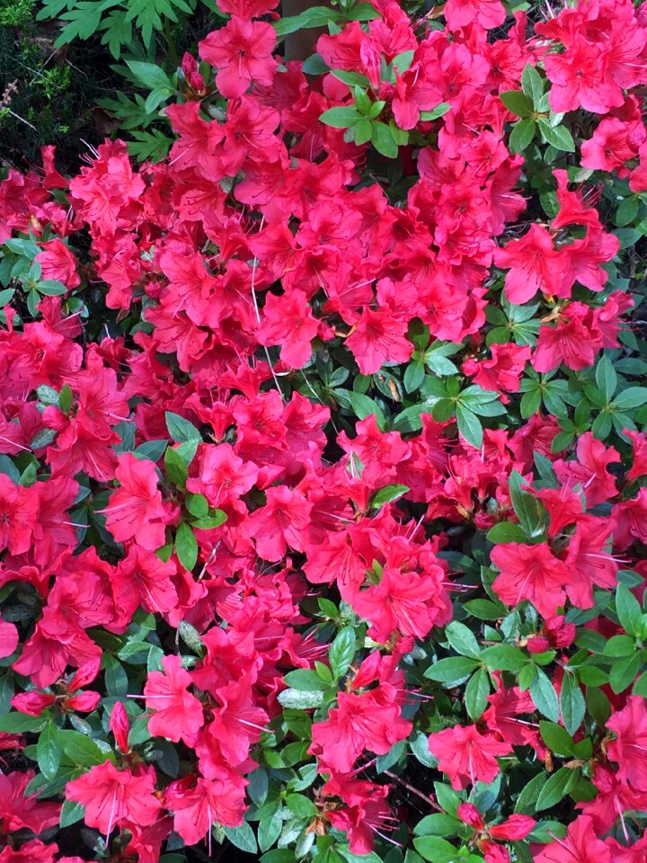Bloom plant flower
