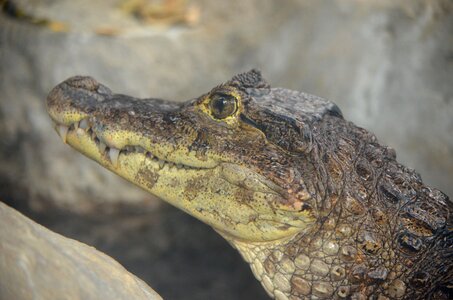 Caiman young