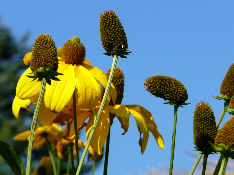 Summer flowers coneflower