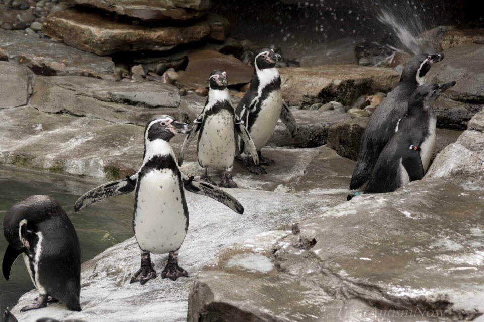 Bird zoo