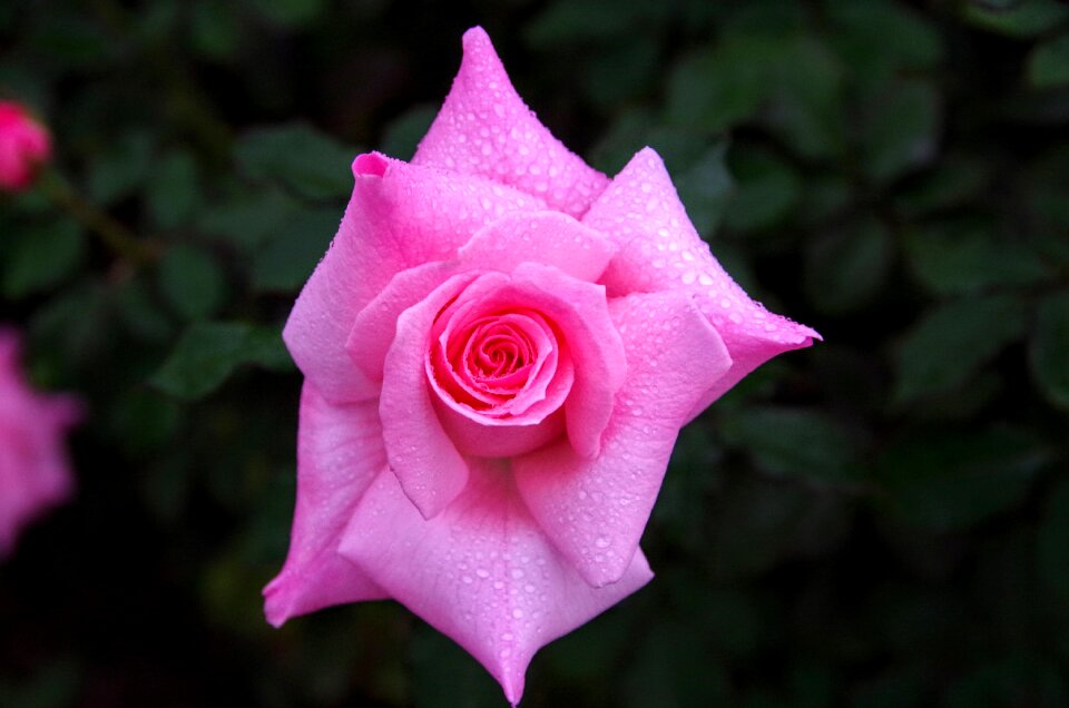 Japan flowers pink