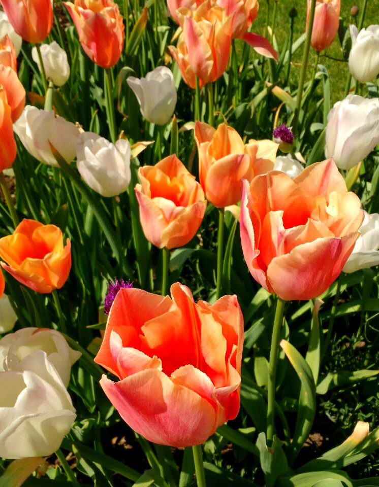 Flowers floral spring