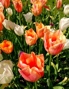 Flowers floral spring