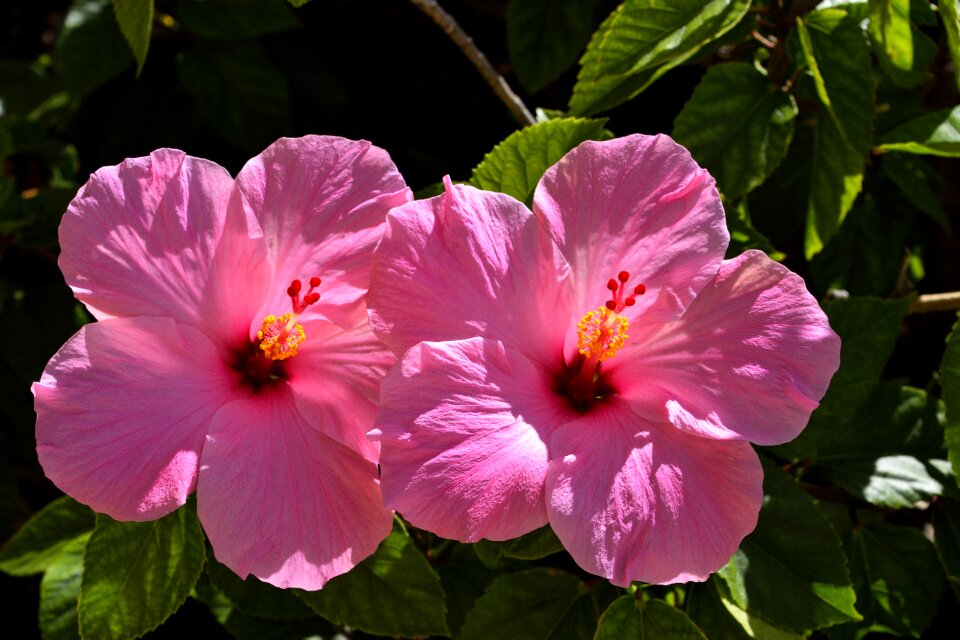 Garden beauty nature