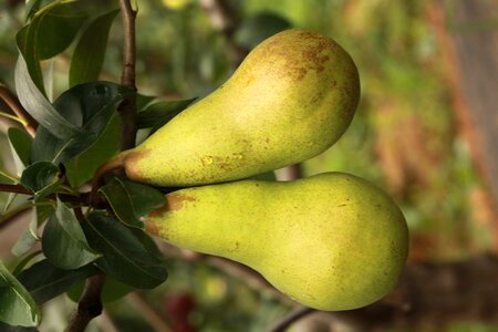 Pear fruit pears