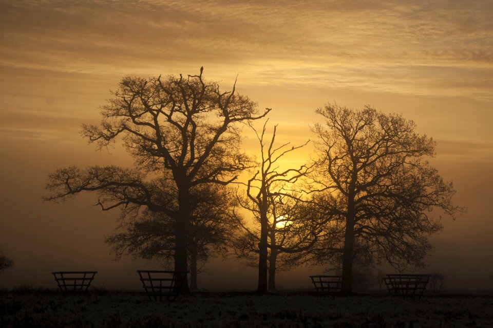 Tree silhouette