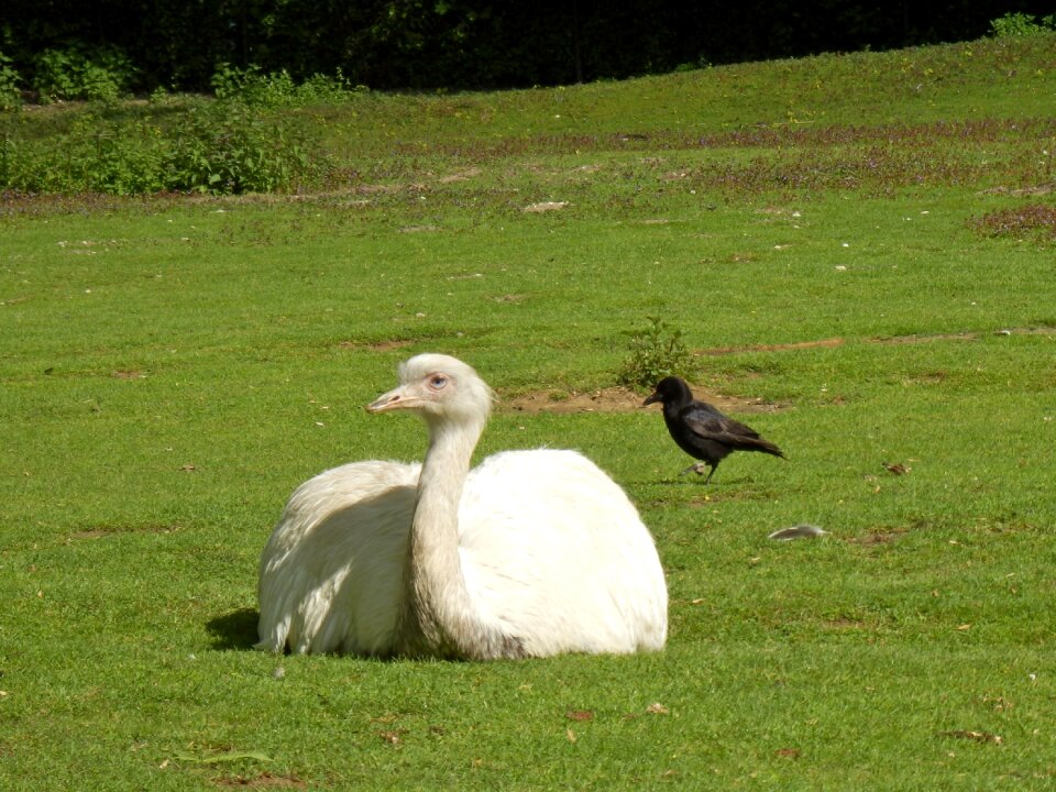Crow black and white bird