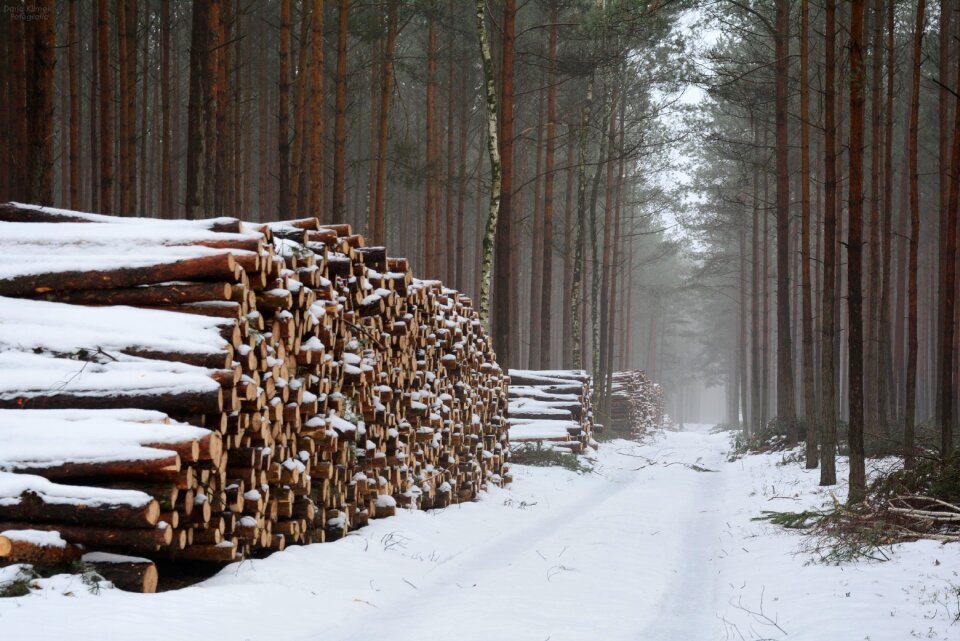 Landscape nature tree trunks