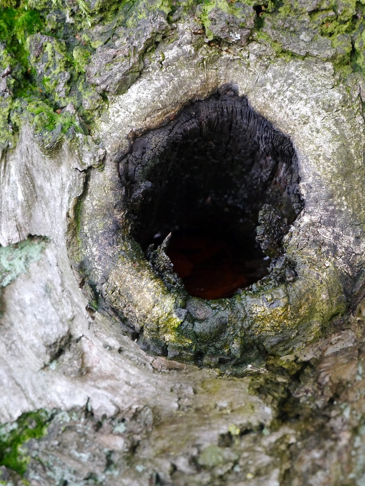 Hole knothole nature