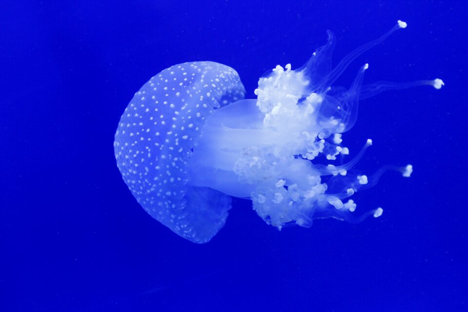 Nature animals blue