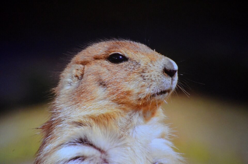 Prairie-dog ground-squirrel