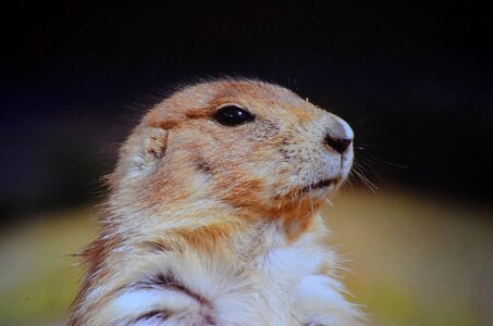 Prairie-dog ground-squirrel photo