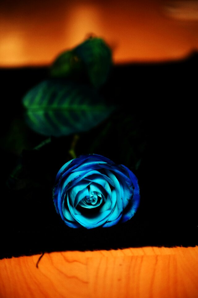 Blue flower blue rose