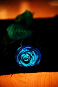 Blue flower blue rose photo