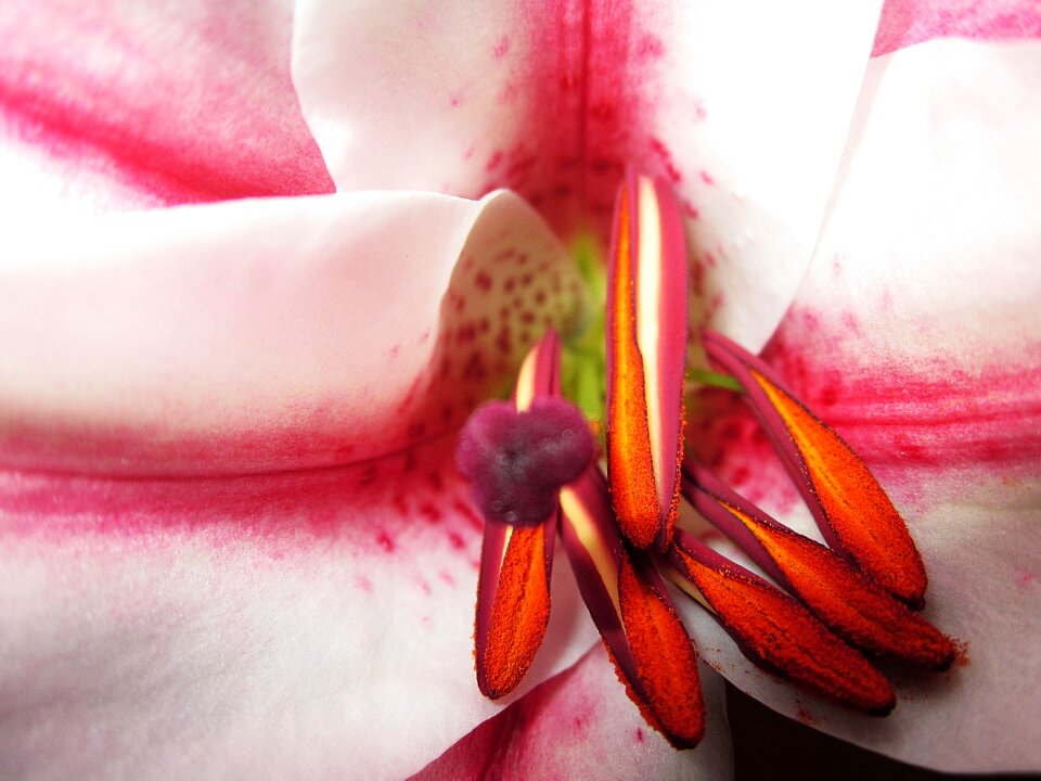 Plant pink