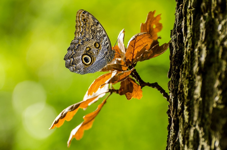 Brown camouflage magnificent