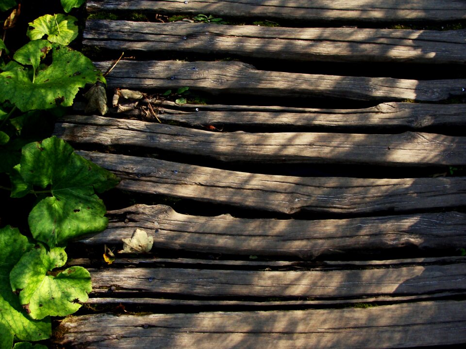 Wooden green leaf