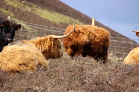 Cattle livestock scottish