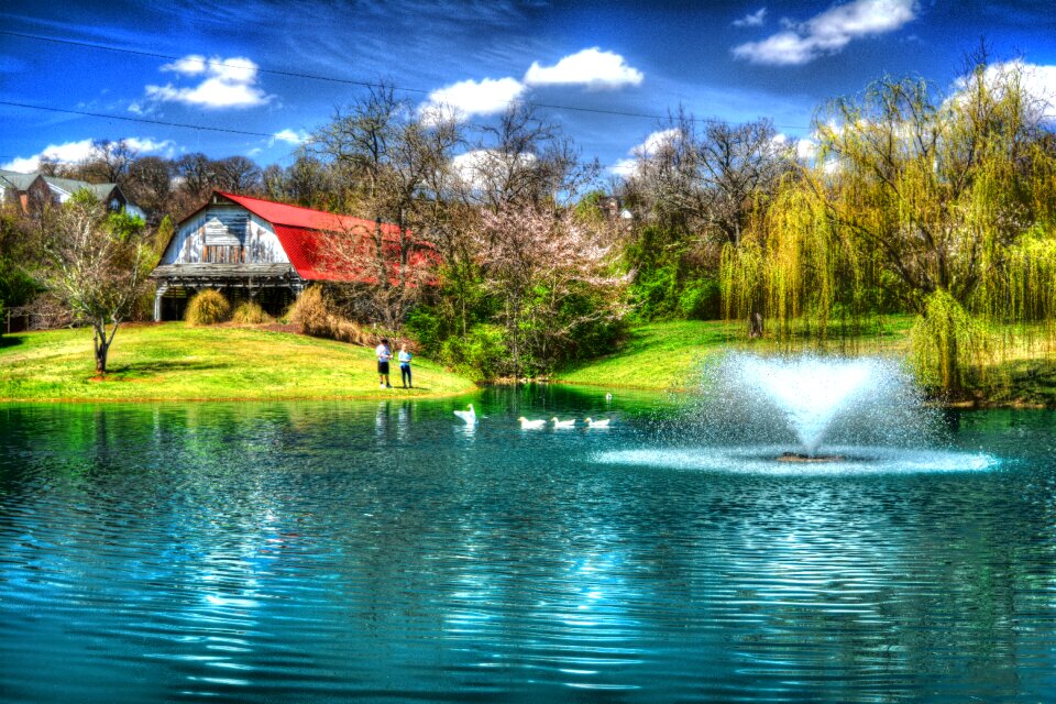 Fishing ducks nature
