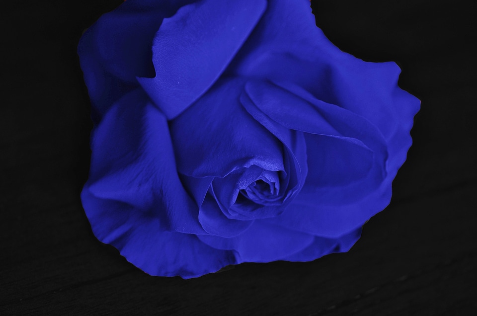 Plant valentine color