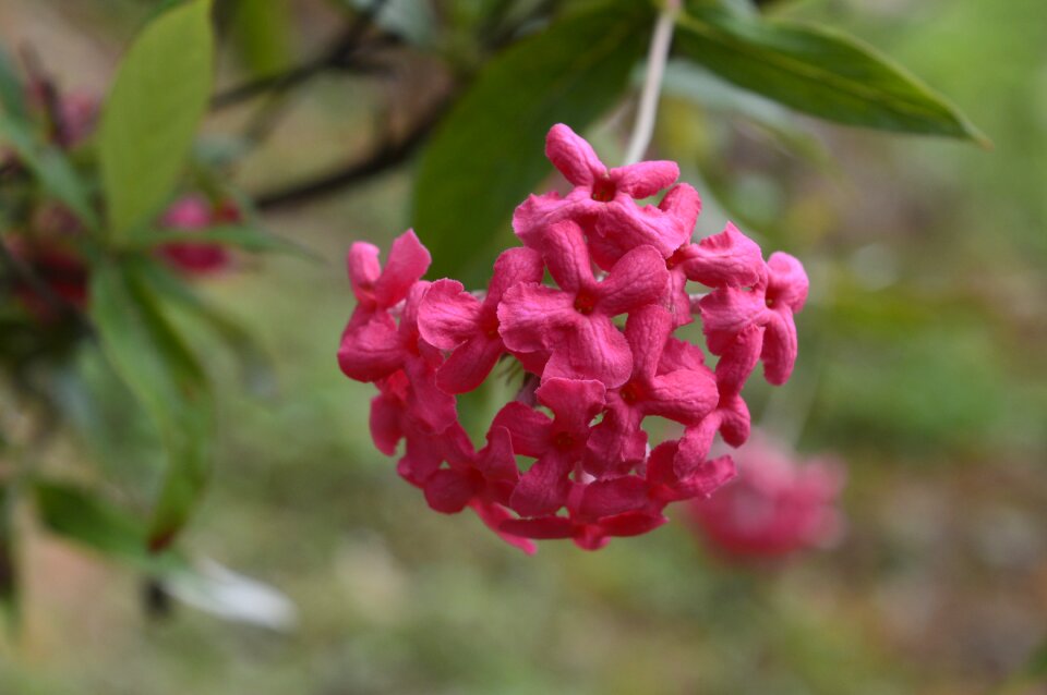 In full bloom plant pink petals