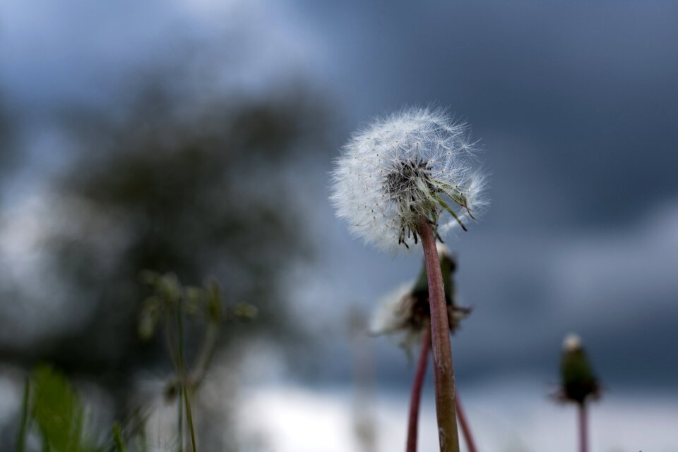 Backlighting sky macro