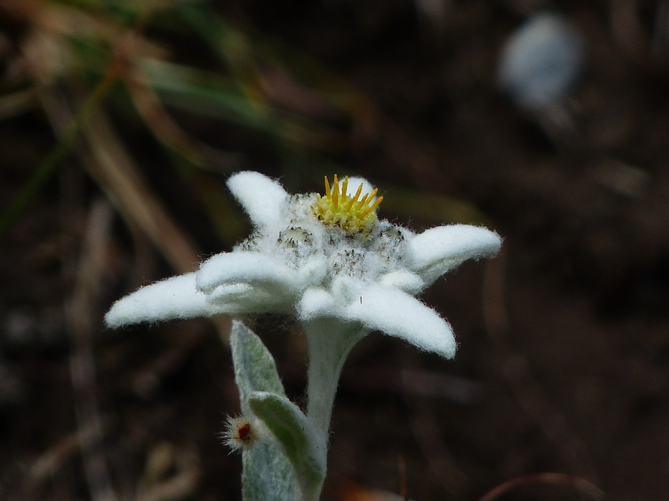 Fluffy white rarely