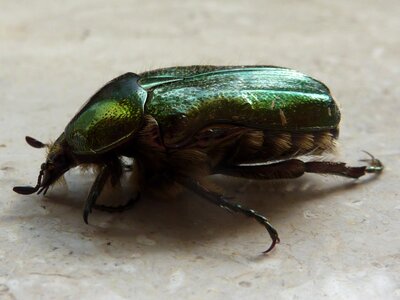 Green beetle shiny